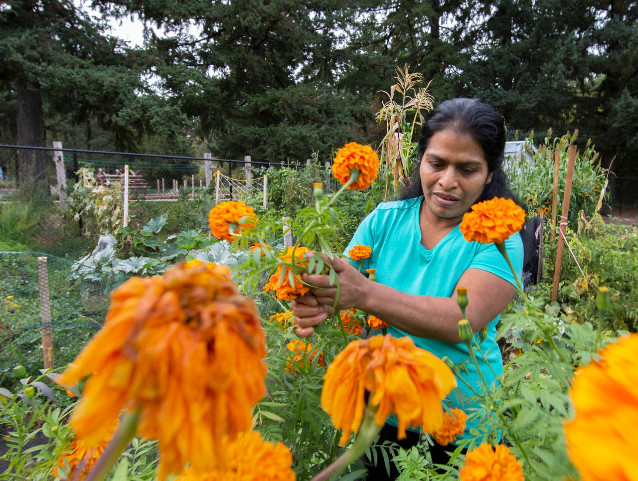 A woman harvesting bright and colorful blooming flowers.